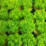 Wk005b-Euodia ridleyi dwarf-Brokoli hijau