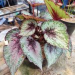 Gc001a-Begonia rex plum paisley