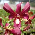 Lvi019-Dendrobium-brownie
