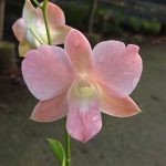 Lvi021-Dendrobium visa peach