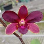 Lvi033-Dendrobium Suwan brown