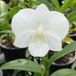 Lvi036a-Dendrobium white