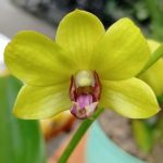 Lvi043-Dendrobium thongchai gold