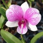 Lvi046-Dendrobium burana diamond star