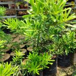Gc15-Podocarpus-Lohansung cincuan