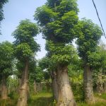 Rb0009a-Adansonia Digitata