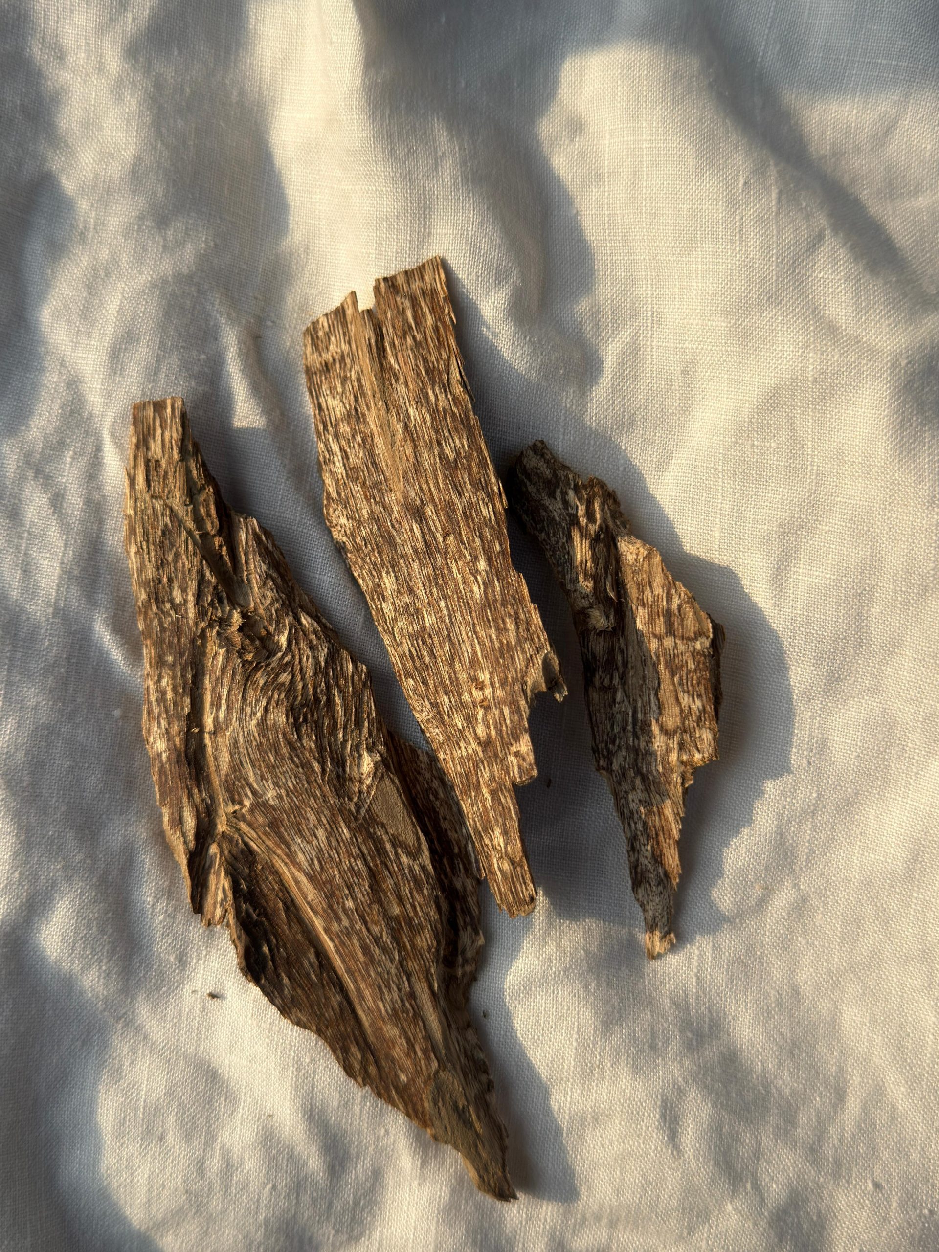 Tiger Oud