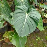 Xp0002b-Philodendron el choco red1 Xp0002b-Philodendron el choco red
