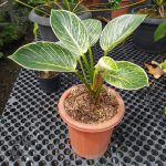 Xp0005a-Philodendron birkin Xp0005a-Philodendron birkin