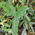Xp0007c-Philodendron bob cee1 Xp0007c-Philodendron bob cee