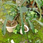 Xp0008b-Philodendron leland miyano1 Xp0008b-Philodendron leland miyano