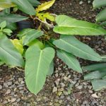 Xp0020b-Philodendron jose1 Xp0020b-Philodendron jose