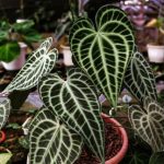 Xp1007a-Anthurium clarinervium (King) Xp1007a-Anthurium clarinervium (King)