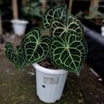 Xp1008a-Anthurium clarinervium (Queen) Xp1008a-Anthurium clarinervium (Queen)