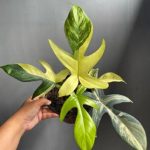 Xp1009a-Philodendron florida beauty Xp1009a-Philodendron florida beauty
