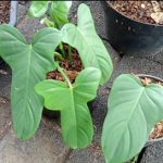 Xp1010a-Philodendron violin Xp1010a-Philodendron violin