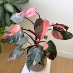 Xp1012a-Philodendron pink princess Xp1012a-Philodendron pink princess