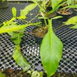 Xp1016a-Philodendron joepii Xp1016a-Philodendron joepii