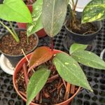 Xp1021a-Philodendron orange princess Xp1021a-Philodendron orange princess