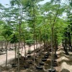 Delonix regia